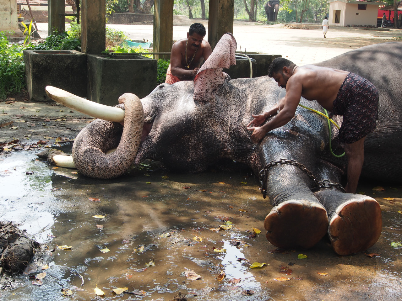 Toilette des éléphants au parc de à Guruwajur
